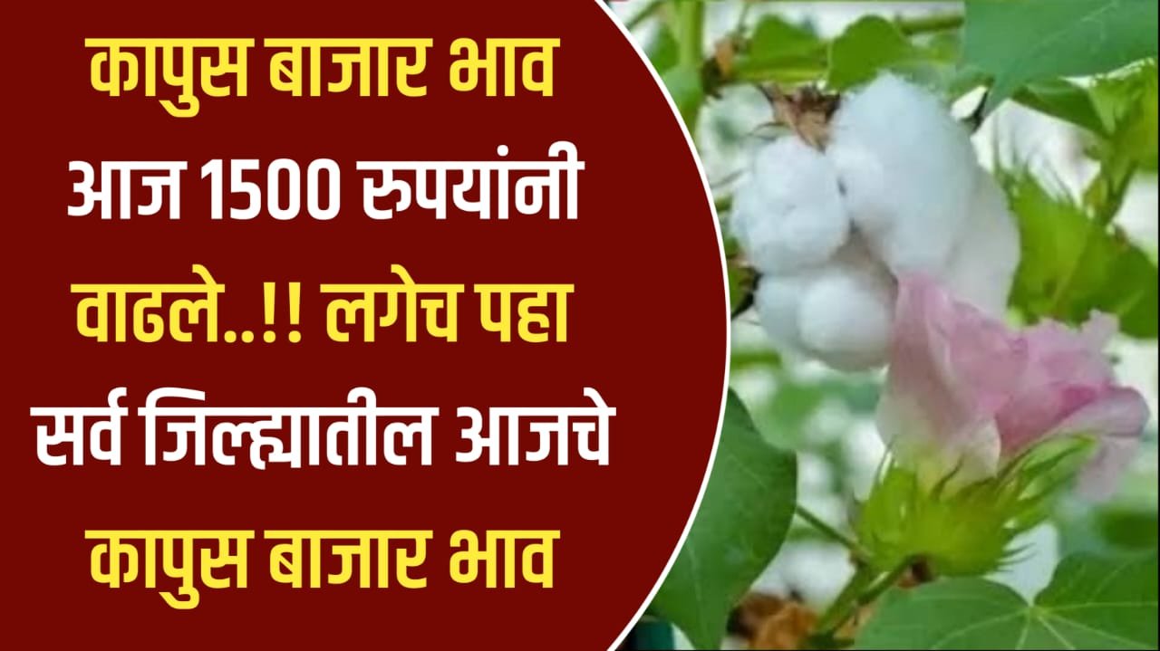 Today's cotton market price